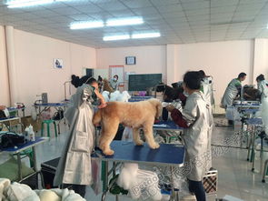 寵物美容學校學費多少